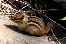 K1600_Chipmunk.webp