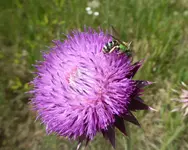field 061916 3.webp