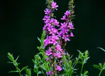 DSCN3276.webp