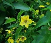 K1024_DSCN3271.webp