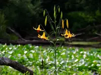 K1024_DSCN3273.webp