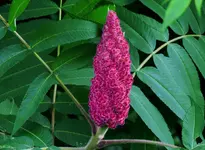 K1024_DSCN3277.webp