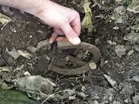 Horseshoe2.webp Horseshoe2.webp