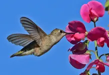HUMMER-RD1.webp