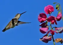 HUMMER-RD2.webp