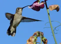 HUMMER-RD3.webp