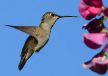 HUMMER-RD4.webp