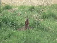 Groundhog.1.webp Groundhog.1.webp