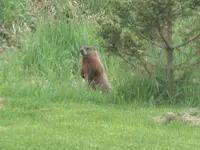 Groundhog.2.webp Groundhog.2.webp