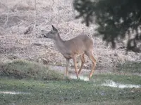 White Tail.1.webp White Tail.1.webp