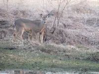 White Tail.2.webp White Tail.2.webp