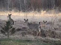 White Tail.3.webp White Tail.3.webp