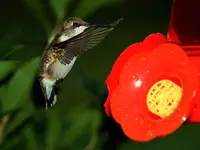 hummer.webp