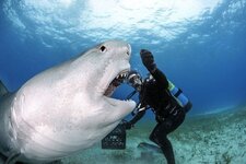Dive-with-Tiger-Sharks04.jpg