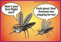 mosquito.webp