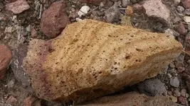 gold nugget.webp gold nugget.webp