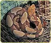 cover_NorthernCopperhead.webp