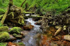 SWIFTWATERTWO.webp