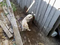 bella digging 1.webp