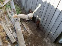 bella digging 2.webp
