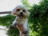 bella digging 3.webp