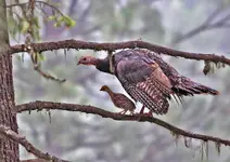 turkthree1.webp