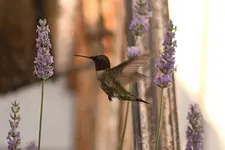 K1600_IMG_9310.webp K1600_IMG_9310.webp