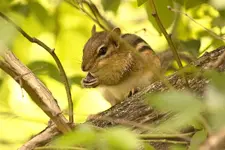 K1600_Eating Chipmunk.webp K1600_Eating Chipmunk.webp