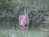2016.06.02 Whitetail Deer.jpg