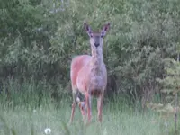 2016.06.02 Whitetail Deer.webp
