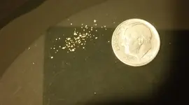 newcreekgold.webp newcreekgold.webp