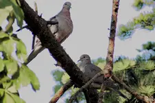 Pretty Doves.webp