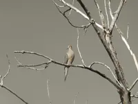 dove 061116.webp