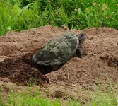 DSCN1984.webp