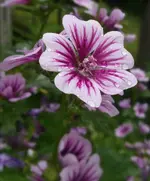 purple-rain.webp