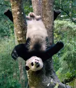 panda-upside-down_2152868i.webp