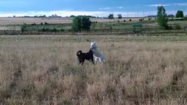 wolf dog 1.webp