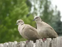 euro dove 4 063016.webp