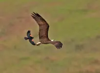 Osprey1.webp