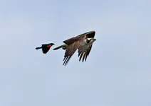 osprey2.webp