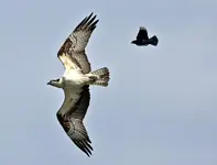 osprey3.webp