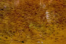DSCN1584.webp