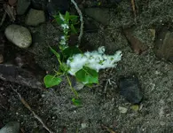 DSCN1594.webp