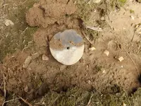 Pottery disk 7-23-16 003.webp Pottery disk 7-23-16 003.webp