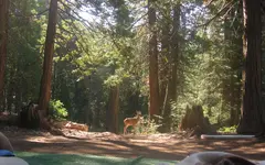 deer1.webp