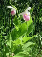 01 Showy Lady Slipper.1 - .40.webp