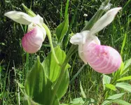 02 Showy Lady Slipper.2 - .40.webp 02 Showy Lady Slipper.2 - .40.webp