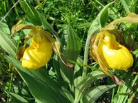 03 Yellow Lady Slipper - .40.webp