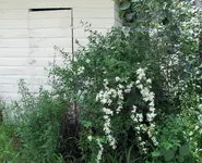 04 Baby's Breath - .40.webp