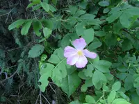 05 Wild Rose - .40.webp